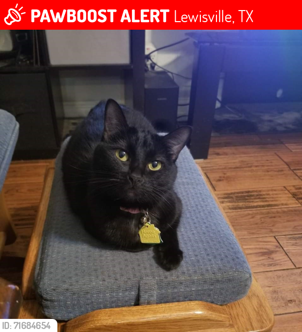 Lost Female Cat last seen Bellaire Blvd and S Valley Pkwy, Lewisville, TX 75067