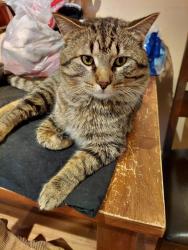 Lost Male Cat last seen Brooklyn Blvd & Regent Ave N, Brooklyn Park, MN , Brooklyn Park, MN 55443