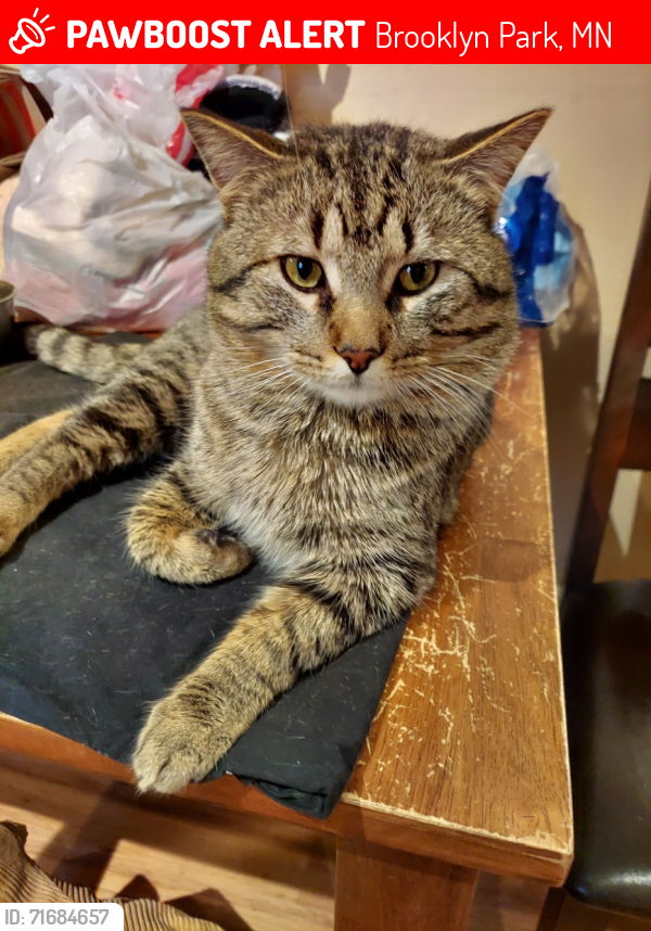 Lost Male Cat last seen Brooklyn Blvd & Regent Ave N, Brooklyn Park, MN , Brooklyn Park, MN 55443