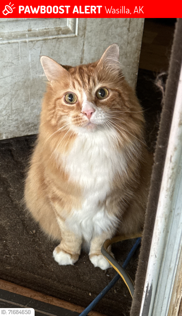 Lost Male Cat last seen Meadow Lakes, AK, Wasilla, AK 99654