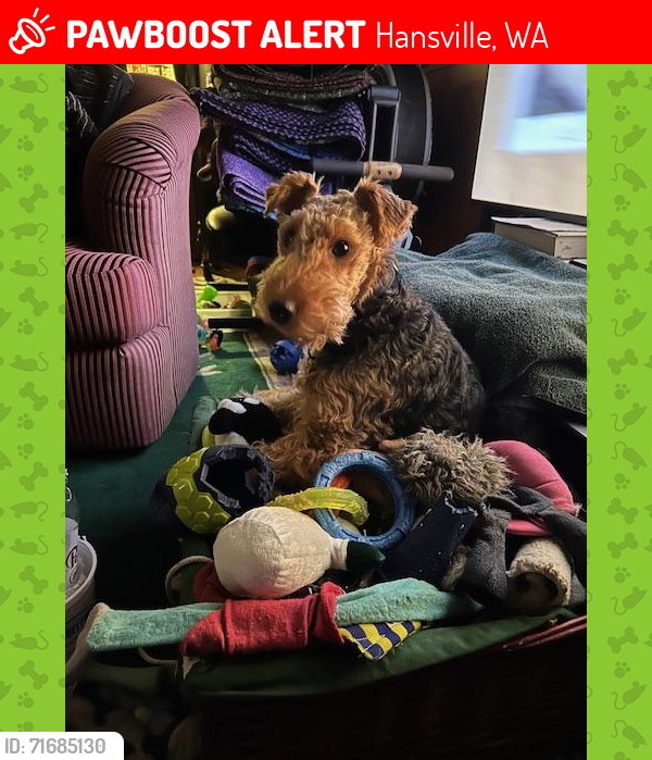 Lost Female Dog last seen Hood Canal DR NE and Canal Lane NE, Hansville WA, USA, Hansville, WA 98340