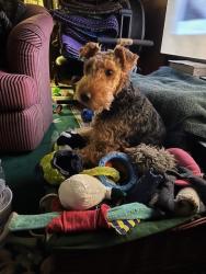 Lost Female Dog last seen Hood Canal DR NE and Canal Lane NE, Hansville WA, USA, Hansville, WA 98340