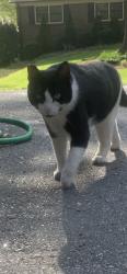 Lost Female Cat last seen Spencer Heights Court Lenoir NC, Gamewell, NC 28645