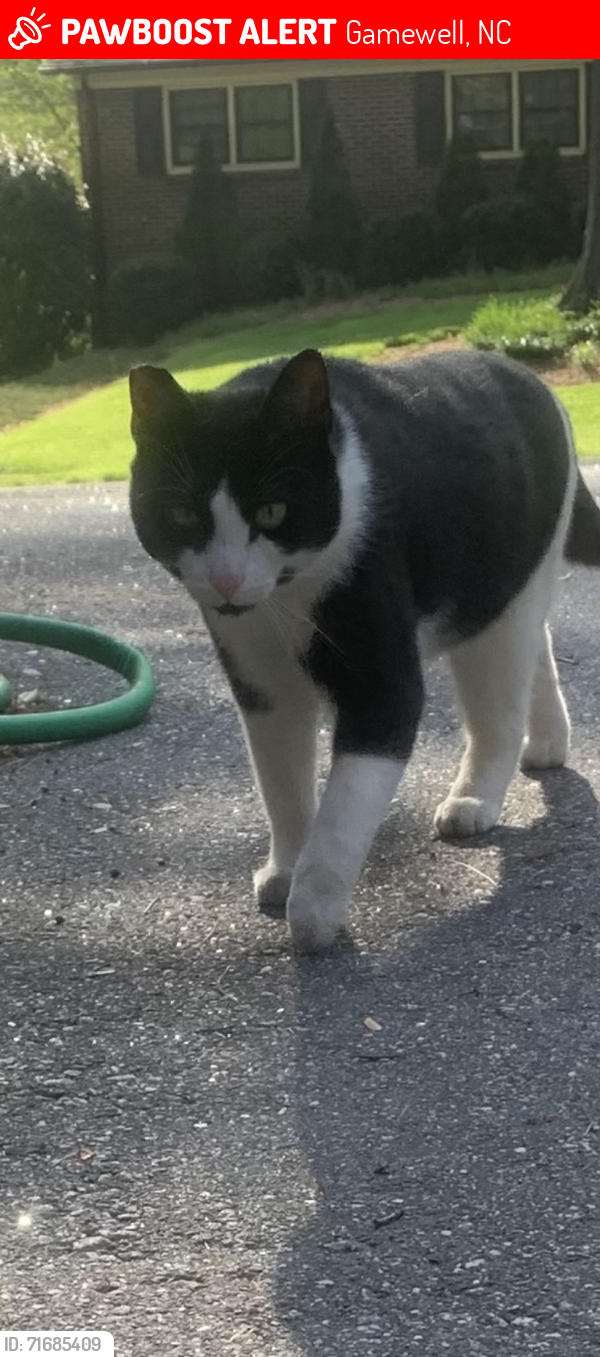 Lost Female Cat last seen Spencer Heights Court Lenoir NC, Gamewell, NC 28645