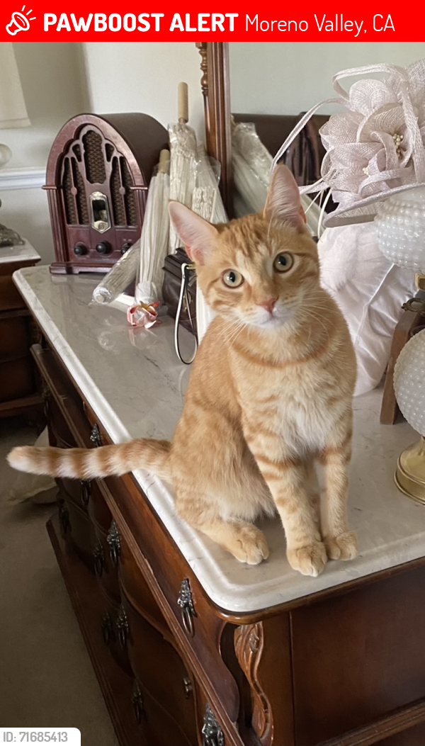 Lost Male Cat last seen Hemlock, Moreno Valley, CA 92555