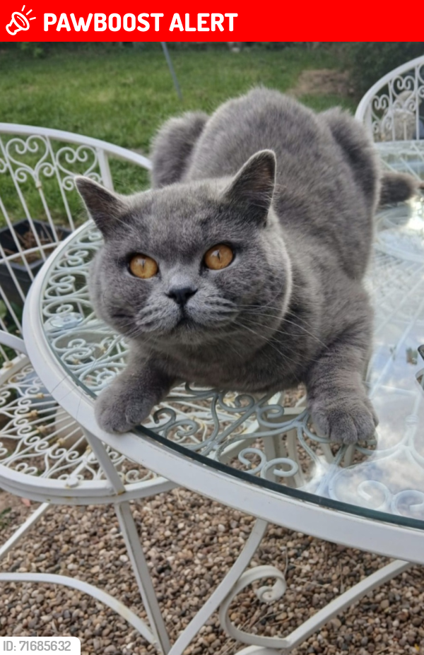 Lost Female Cat last seen Coventry, West Midlands, England CV4 8BN
