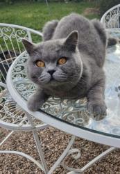 Lost Female Cat last seen Coventry , West Midlands, England CV4 8BN