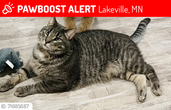 Lost Male Cat last seen 185th and Italy Ave, lakeville mn , Lakeville, MN 55044