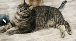 Lost Male Cat last seen 185th and Italy Ave, lakeville mn , Lakeville, MN 55044