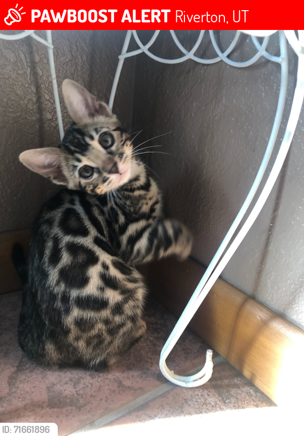 Lost Female Cat last seen Near w 12250 s Riverton Utah 84065, Riverton, UT 84065