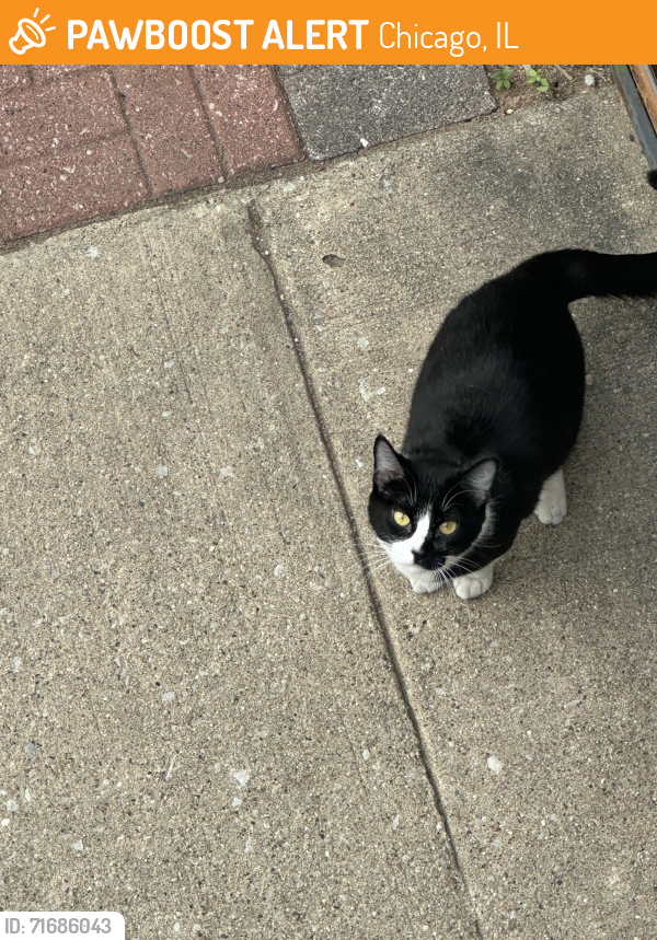 Chicago, IL Stray Cat Found Near Shakespeare and Lawndale | PawBoost