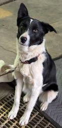 Lost Female Dog last seen 41st & 50th, Oklahoma City, OK 73118