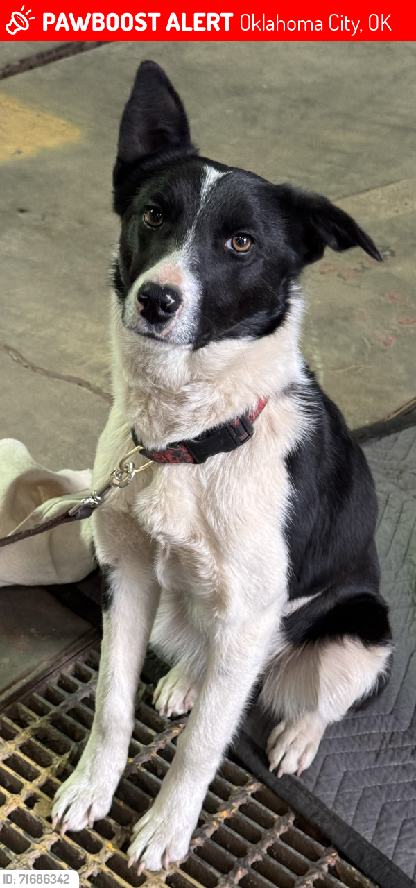 Lost Female Dog last seen 41st & 50th, Oklahoma City, OK 73118