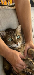 Lost Male Cat last seen Woodmont in Tamarac , Tamarac, FL 33321