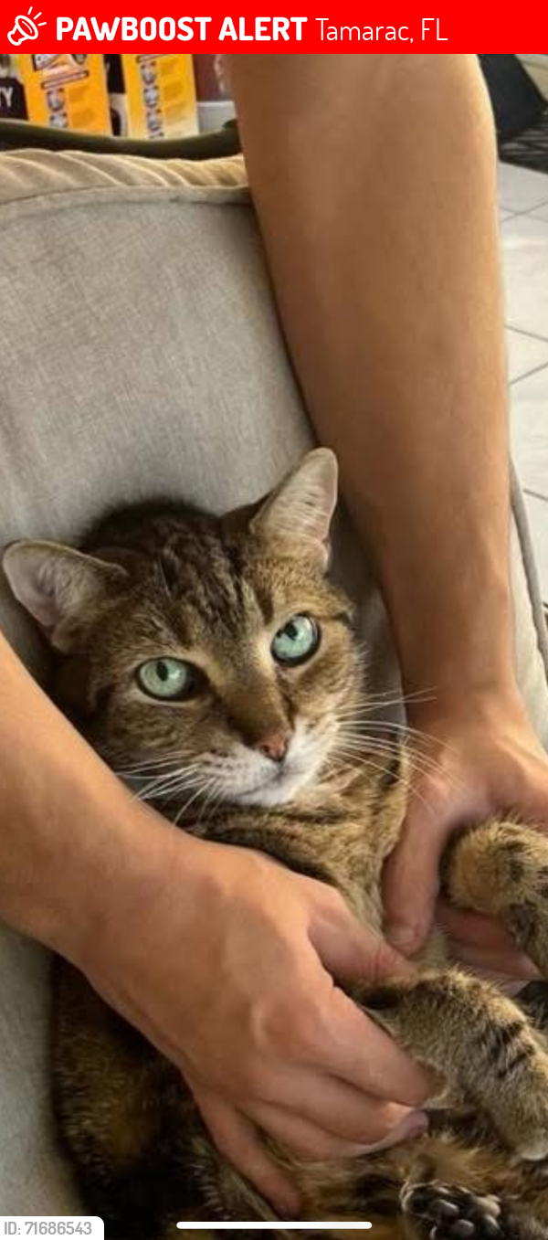 Lost Male Cat last seen Woodmont in Tamarac , Tamarac, FL 33321