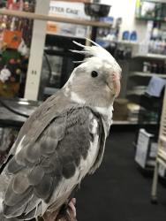 Lost Male Bird last seen Soccer field, Dallas, GA 30132