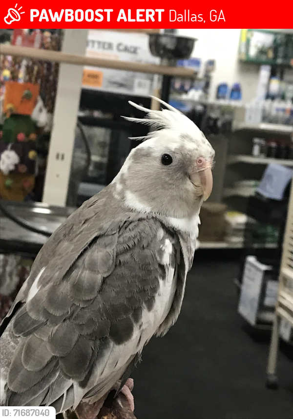 Lost Male Bird last seen Soccer field, Dallas, GA 30132
