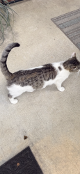 Lost Female Cat last seen Crumbly RD / Hwy155N, Henry County, GA 30252