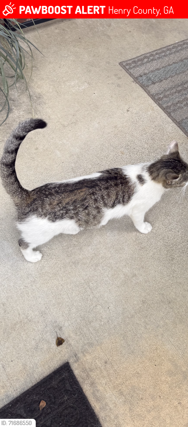 Lost Female Cat last seen Crumbly RD / Hwy155N, Henry County, GA 30252