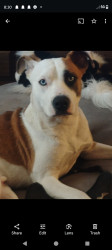 Reunited Male Dog last seen Front Street, Kansas City, MO 64120