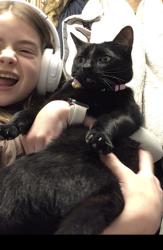 Lost Male Cat last seen Trabue Nature Reserve, Dublin, OH 43016