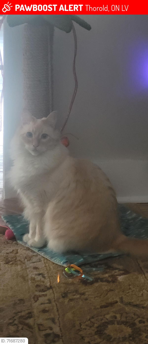 Lost Male Cat last seen Ormond, Thorold, ON L2V
