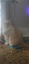 Lost Male Cat last seen Ormond, Thorold, ON L2V