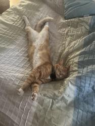 Lost Male Cat last seen Raeford Road VA Clinic Nature Trail, Fayetteville, NC 28304