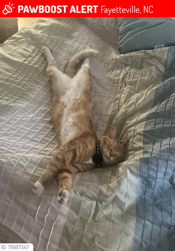 Lost Male Cat last seen Raeford Road VA Clinic Nature Trail, Fayetteville, NC 28304
