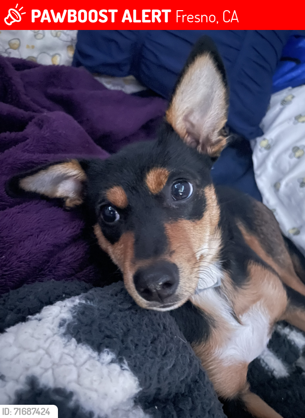 Lost Female Dog last seen Belmont, Fresno, CA 93701