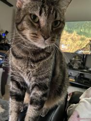 Lost Male Cat last seen Foxbrook Dr / Fall Foliage Dr, Humble, TX 77338