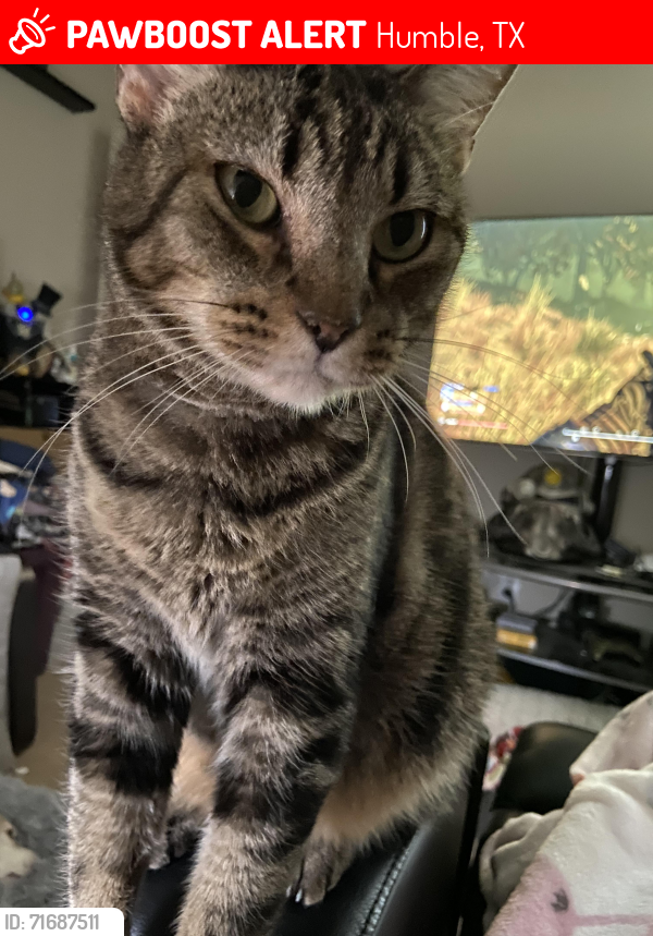 Lost Male Cat last seen Foxbrook Dr / Fall Foliage Dr, Humble, TX 77338