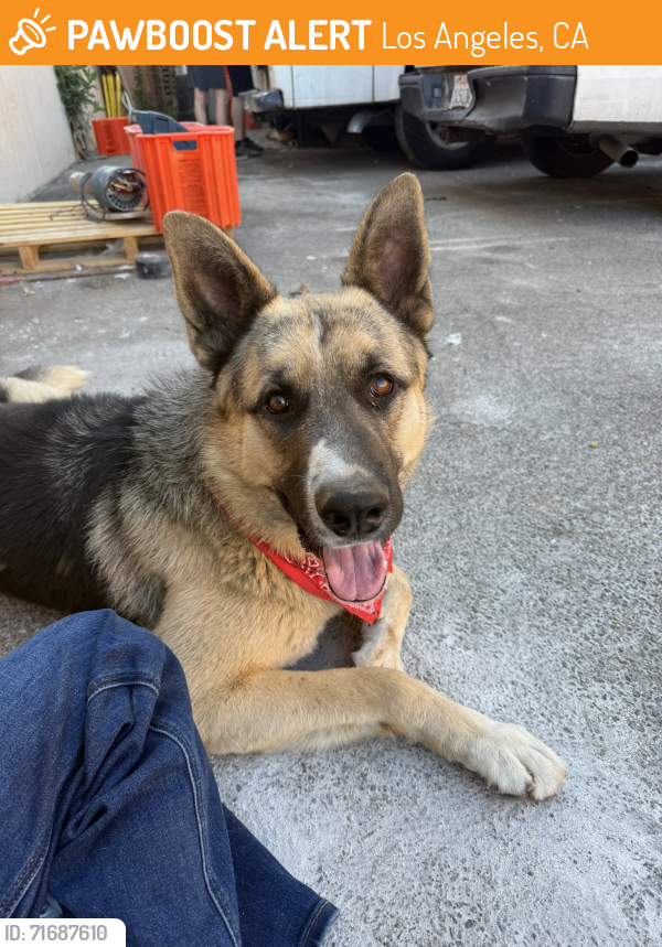 Found/Stray Male Dog last seen Polk / Egbert , Los Angeles, CA 91342