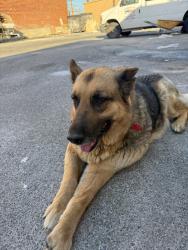 Found/Stray Female Dog last seen Polk / Egbert , Los Angeles, CA 91342