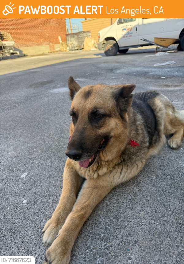 Found/Stray Female Dog last seen Polk / Egbert , Los Angeles, CA 91342