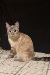 Lost Female Cat last seen Forest Glen Dr Central Point , Central Point, OR 97502