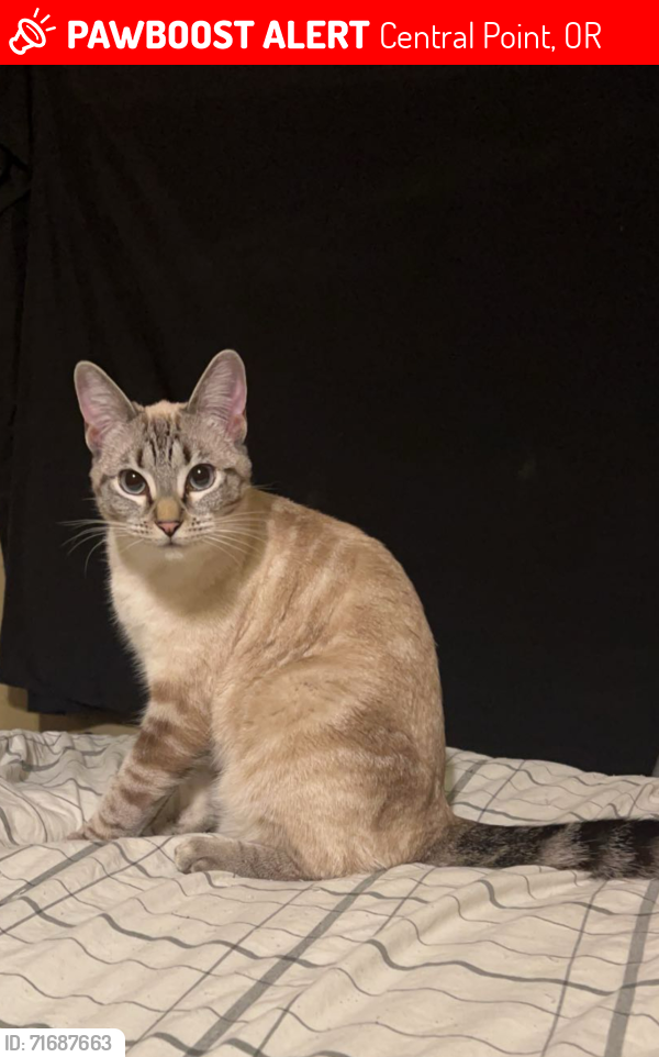 Lost Female Cat last seen Forest Glen Dr Central Point , Central Point, OR 97502