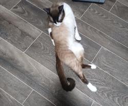 Lost Male Cat last seen Mouton grocery store , Carencro, LA 70520