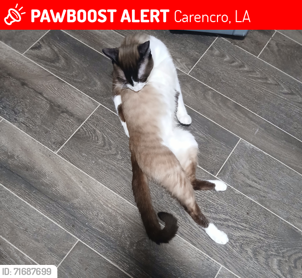 Lost Male Cat last seen Mouton grocery store , Carencro, LA 70520