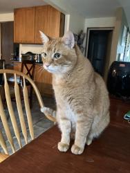 Lost Male Cat last seen Ethridge Ct & Puget St NE, Olympia, WA 98506