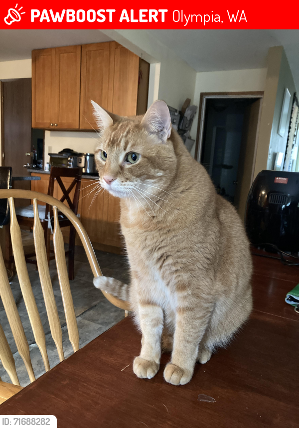 Lost Male Cat last seen Ethridge Ct & Puget St NE, Olympia, WA 98506