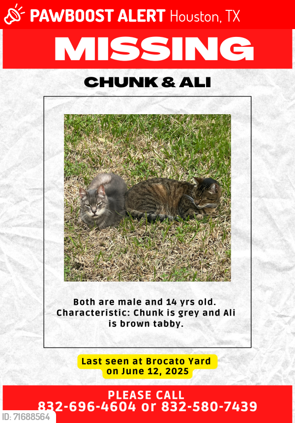 Lost Male Cat last seen Tealbrook Drive, Houston, TX 77433