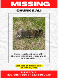 Lost Male Cat last seen Tealbrook Drive, Houston, TX 77433