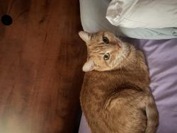 Lost Female Cat last seen Merry knoll road , Auburn, CA 95603