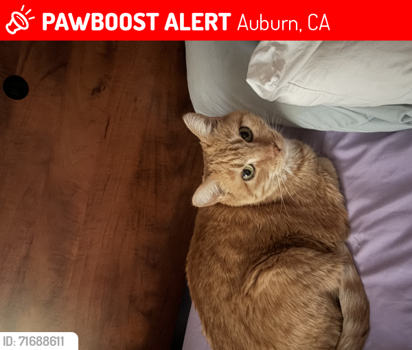 Lost Female Cat last seen Merry knoll road , Auburn, CA 95603