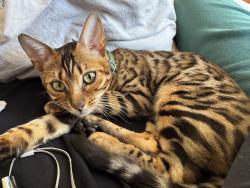 Lost Female Cat last seen Minert rd luxury ln , Concord, CA 94518