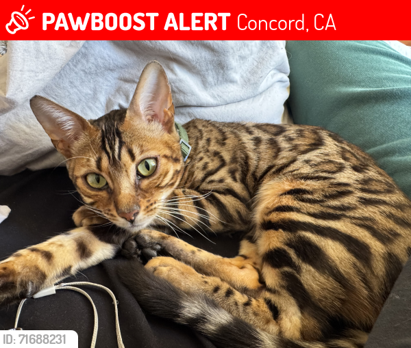 Lost Female Cat last seen Minert rd luxury ln , Concord, CA 94518