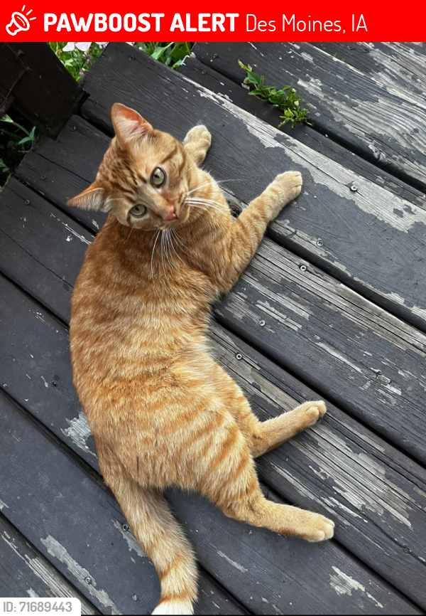 Lost Male Cat last seen Mccrea Park, Grays Lake, Columbus Park, South Union, SW9th , Des Moines, IA 50315