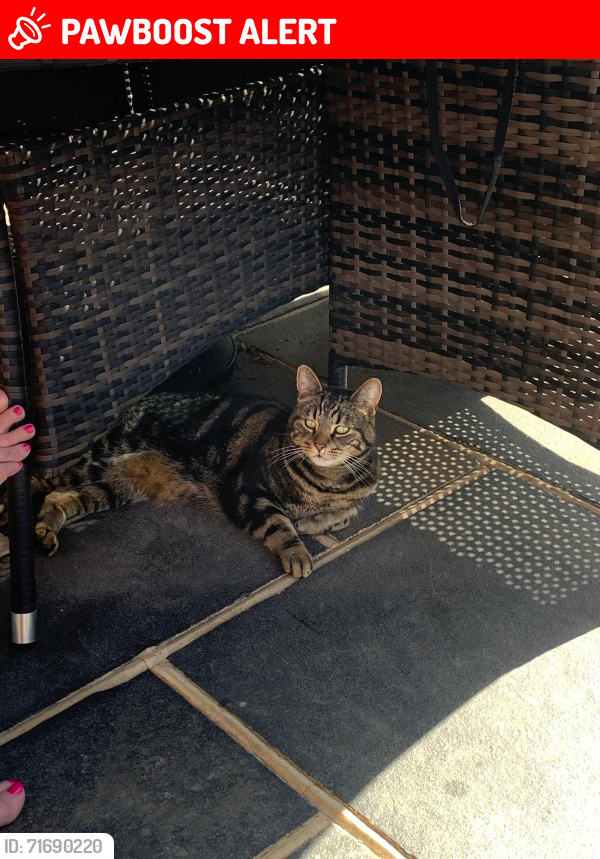 Lost Male Cat last seen Canonsleigh Road, Woodward Road, Goresbrook Road, Flamstead Road, Greater London, England RM9 4ER