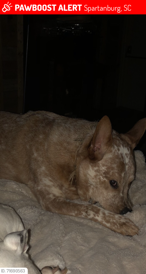 Lost Male Dog last seen Black stock and John Martin rd , Spartanburg, SC 29303